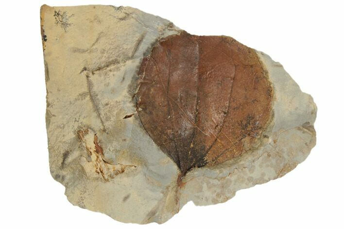 Fossil Leaf (Zizyphoides) - Montana #188654